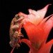 Marbled Reed Frog_2